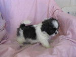 Lilly - Shih Tzu (3 mois)