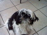 henzo - Shih Tzu