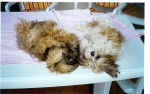 stella et fidji - Shih Tzu (13 ans)