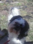 Charlie - Shih Tzu Mâle (8 ans)