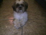 Teddy - Shih Tzu M&acirc;le (2 ans)