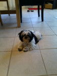 Chip - Shih Tzu M&acirc;le (5 mois)
