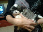 Lua - Shih Tzu (1 an)