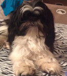 Oreo - Shih Tzu Mâle (1 an)