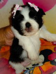 Julie - Shih Tzu (1 mois)