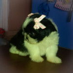 Julie - Shih Tzu (1 mois)