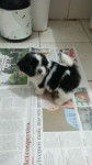 Julie - Shih Tzu (1 mois)