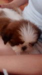 Melissa - Shih Tzu (2 mois)