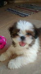 Melissa - Shih Tzu (2 mois)