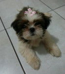 Melissa - Shih Tzu (2 mois)