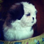 Romeu - Shih Tzu M&acirc;le (5 mois)