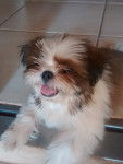 Melissa - Shih Tzu (4 mois)