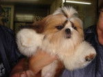 Shih Tzu - Shih Tzu