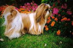 Shih Tzu - Shih Tzu