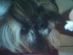 Shih-Tzu Topaze - Shih Tzu