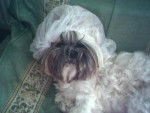 Shih-Tzu Topaze - Shih Tzu