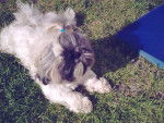 Shih-Tzu Topaze - Shih Tzu