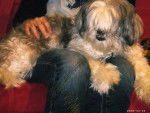 Daisy ma vieille Shih Tzu!!!! - Shih Tzu