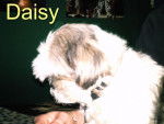 Daisy----------Shih tzu!!!!!!------------ - Shih Tzu