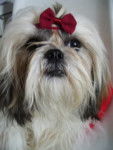 Shih-tzu - Shih Tzu