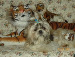 shih tzu - Shih Tzu