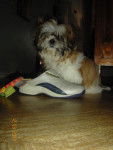 shih tzu - Shih Tzu