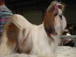 shih tzu Bella rossa - Shih Tzu