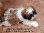 shih tzu Létché - Shih Tzu Mâle