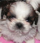 shih tzu Chelsea - Shih Tzu
