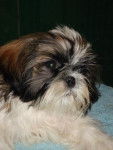 shih tzu Ché gay varah dit Lé tChé - Shih Tzu