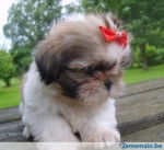 Shih-tzu Oscar - Shih Tzu