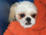 chester shih tzu - Shih Tzu