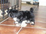 Maki le Shih Tzu - Shih Tzu