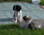 SHIH TZU - Choupette / CAVALIER -Baronnie - Shih Tzu