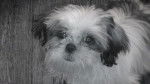 shih tzu - Shih Tzu