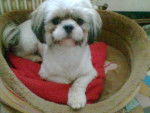 shih tzu BETSY - Shih Tzu