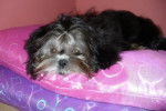 Maki le Shih Tzu - Shih Tzu