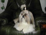 bounty shih tzu - Shih Tzu