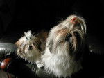 bounty et calline shih tzu - Shih Tzu