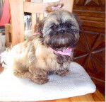 Shih-tzu Oc&eacute;ane - Shih Tzu