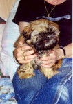 Shih-tzu Oc&eacute;ane - Shih Tzu