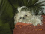 shih-tzu calline - Shih Tzu