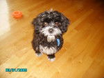 Shih Tzu Filou - Shih Tzu