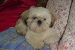 Le shih-tzu - MARIO - Shih Tzu
