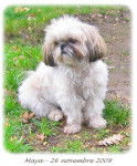 Shih-Tzu - Maya - Shih Tzu