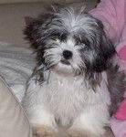 Shih Tzu " Elvis " - Shih Tzu