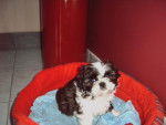 Amande , shih tzu - Shih Tzu