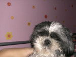 Amande , shih tzu - Shih Tzu