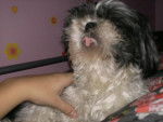 Amande , shih tzu - Shih Tzu