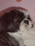 Amande , shih tzu - Shih Tzu